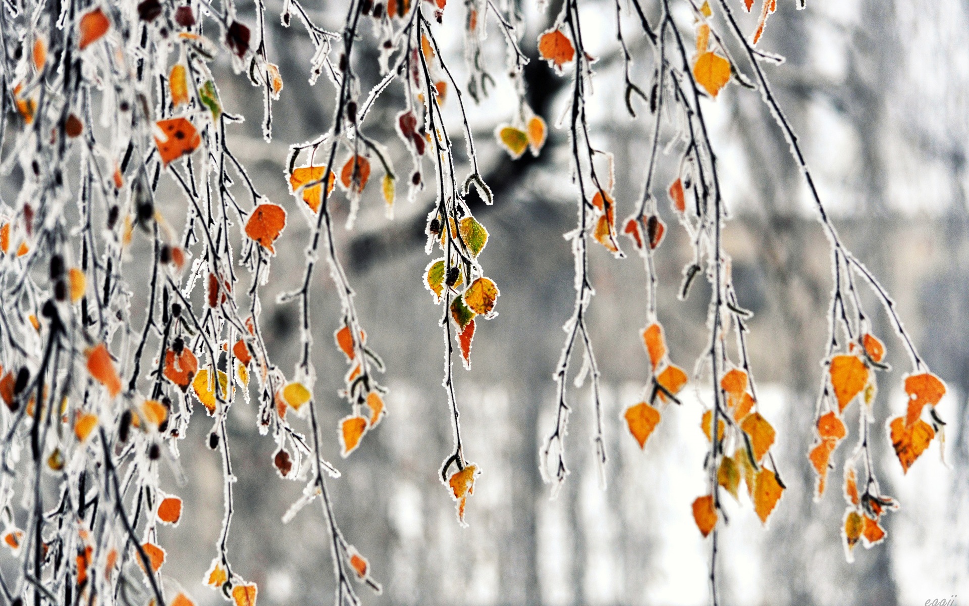 autumn branches yellow leaves frost 1080p wallpaper