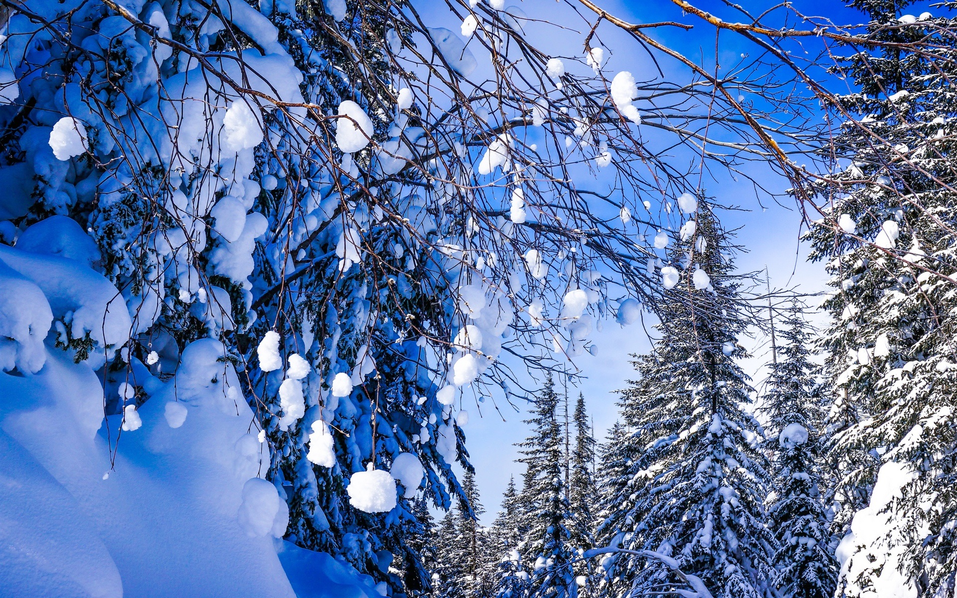 khabarovsk territory russia beautiful winter snow forest trees