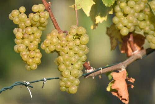 vinograd grozdia loza scaled e1634763713507