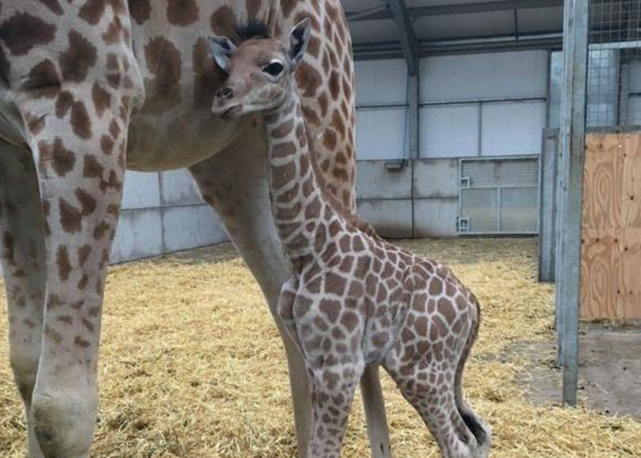 Сколько детенышей жирафа родилось за 2 года. Жираф Кордофан. Детеныш жирафа. Жираф с детенышем. Жираф редкий вид.