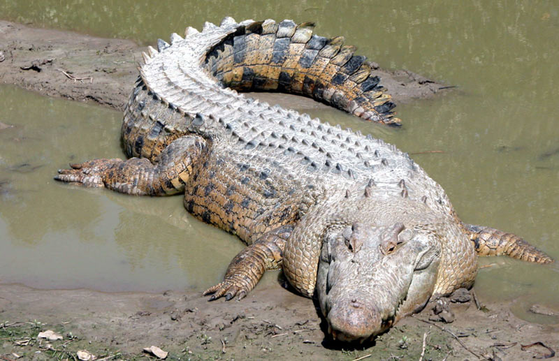 grebnistyj krokodil 2