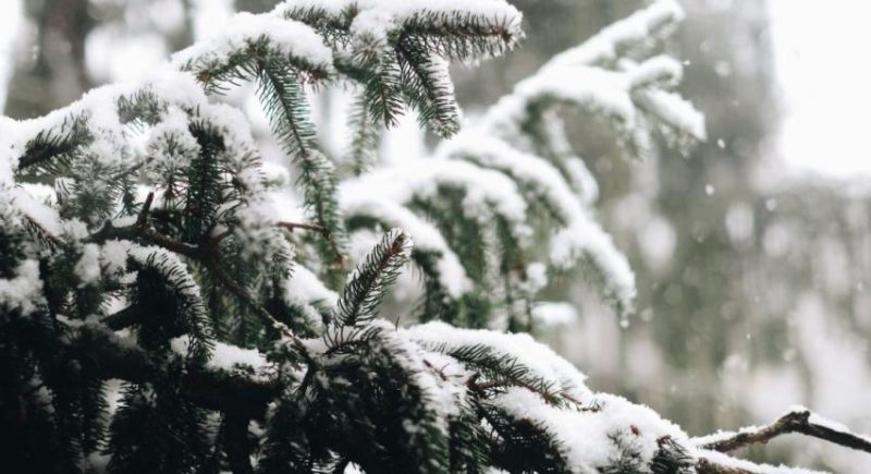 snow setting on a pine tree. photo p parnxoxo 1140x620 1 e1670905536494