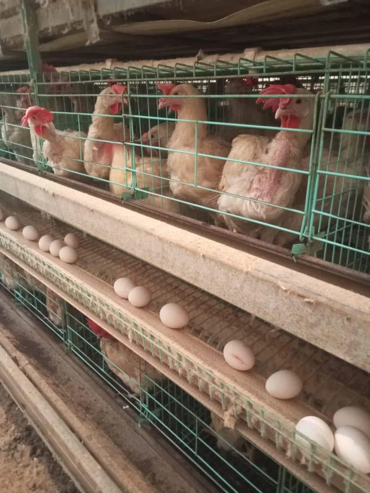 Государство и бизнес: партнерство в действии 4 2 6