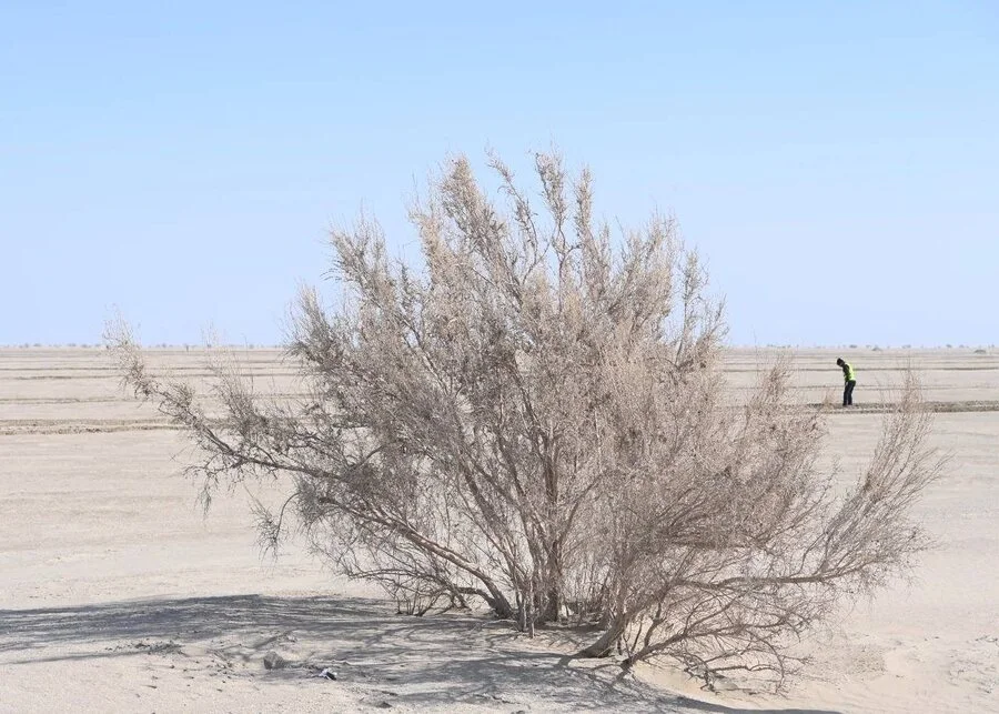 Саженцы саксаула готовят для посадки на высохшем дне Аральского моря 2 434070715 1534376457120419 37297
