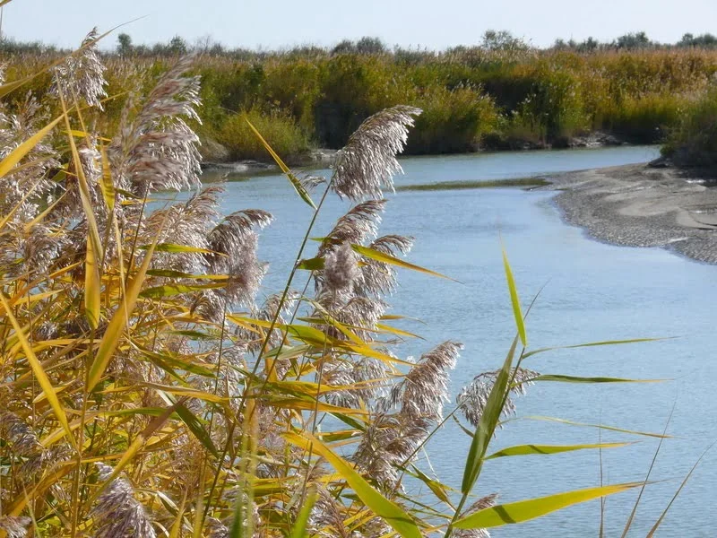 В Кызылорде из канала «Саркырама» спасли более 1000 мальков 2 p1090121 1