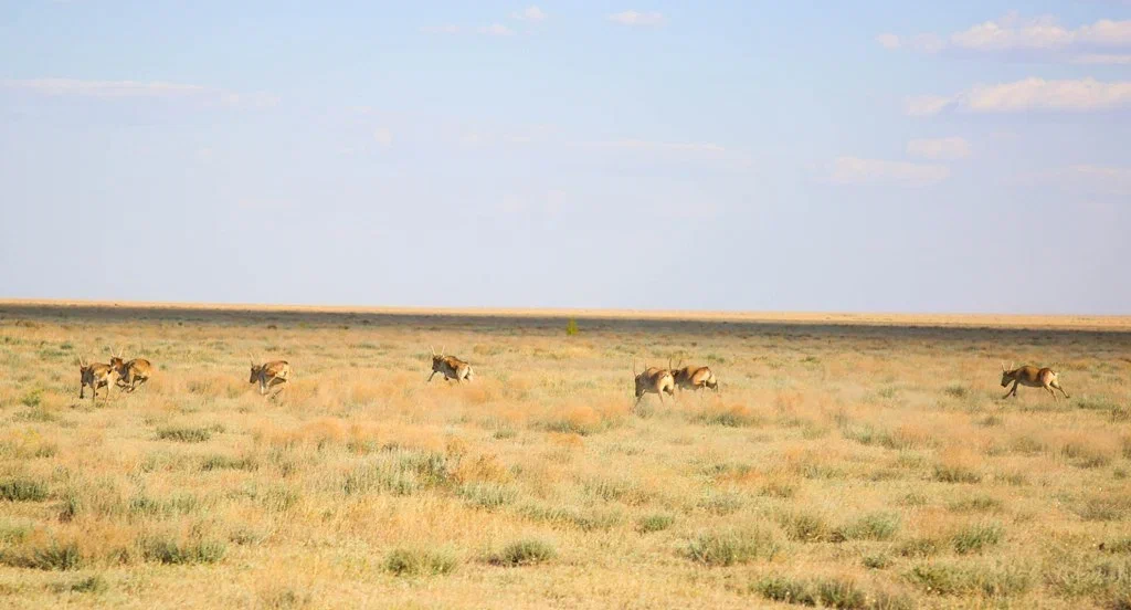 В Кызылординской области продолжается оперативно-профилактическое мероприятие «Киік» 2 kiik 00124