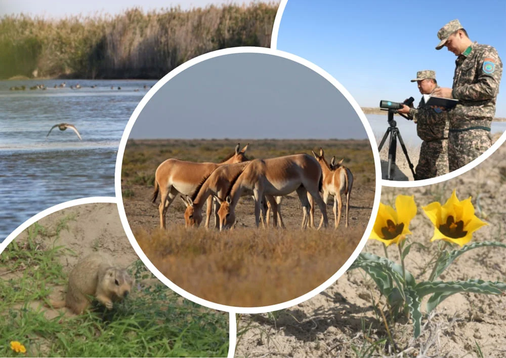 Весна на Барсакельмес 1 12