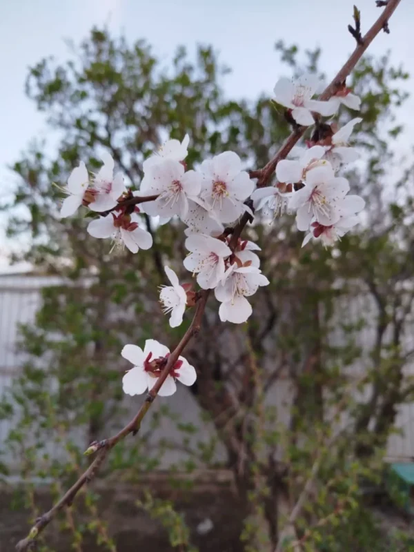 whatsapp image 2026 04 10 at 00.07.40 e1775793937661 1 1