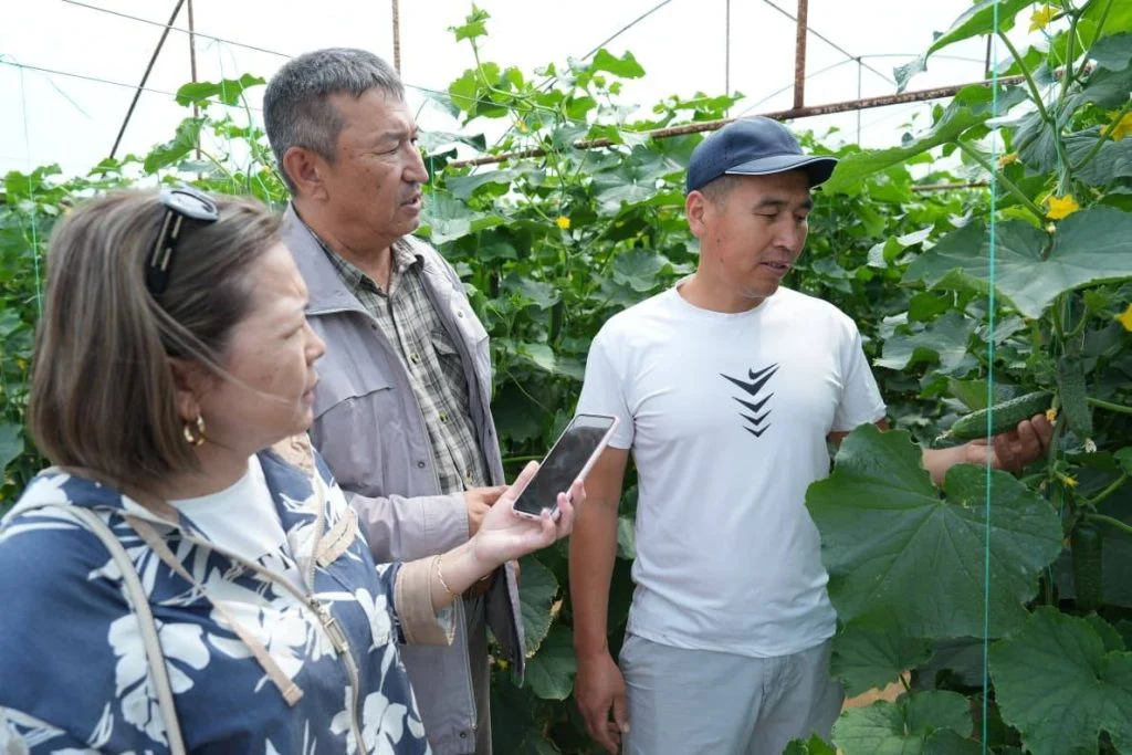 В Жанакорганском районе развивается тепличное хозяйство 1 705381630 2613865942342235 6140225506646115625 n